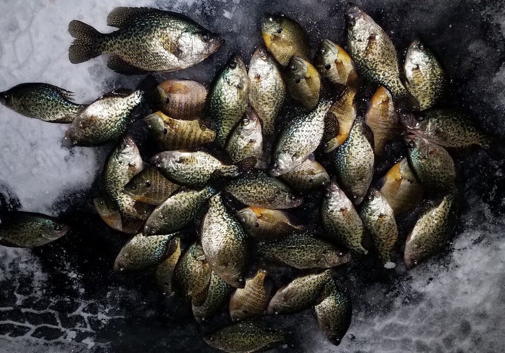 A pile of freshly caught panfish with speckled scales lies on a dark, icy surface. The fish appear to be crappie, their silvery-yellow bodies clustered closely together.