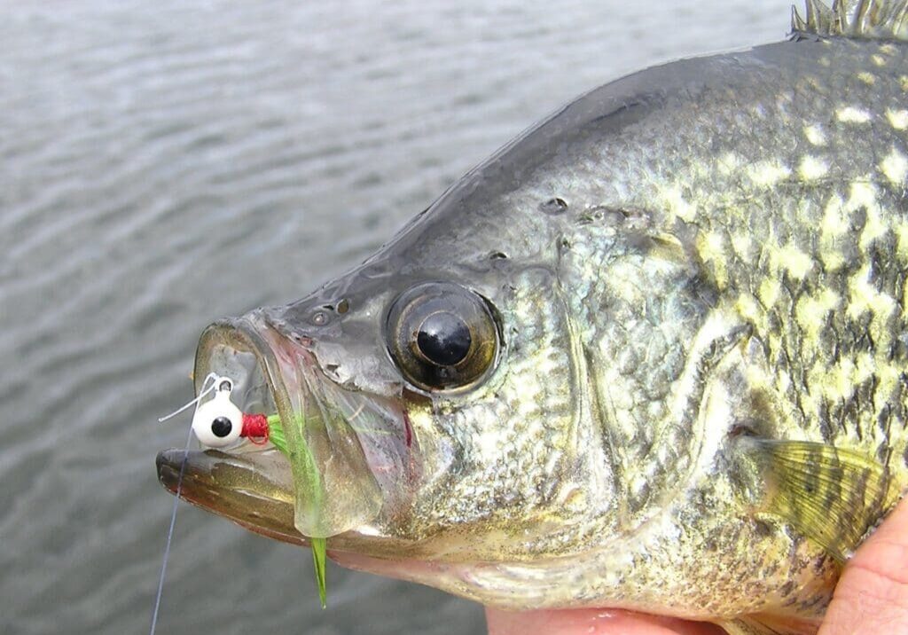 A close-up of a person holding a crappie fish above water, with a fishing lure hooked in its mouth. The background shows rippling water—perfect for highlighting your next Panfish Report.