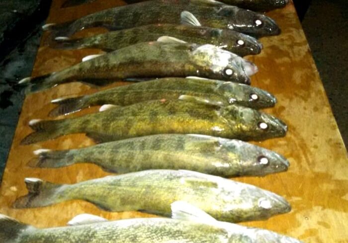Nine freshly caught fish with mottled greenish-brown coloring are laid out in a row on a wooden surface, likely for display or cleaning—a common scene during peak Alexandria Area ice conditions. The background is dimly lit.
