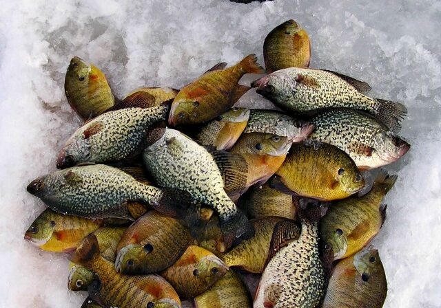 A pile of freshly caught sunfish and crappies of various patterns and colors lies on snow-covered ice near a circular ice fishing hole, reflecting a day of successful ice fishing.
