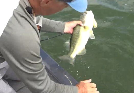 A person in a gray and white shirt and blue cap releases a bigger bass into the water from the edge of a boat.
