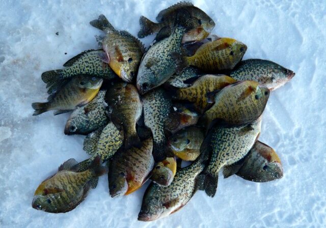 A pile of freshly caught fish, mostly crappies and bluegills from an ice fishing trip, lies on icy snow as the first signs of snow melt appear, their mottled greenish, yellow, and brown scales glistening.