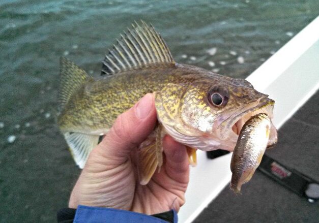 A person holding a walleye near the water during the 2014 Minnesota fishing opener; the walleye has another smaller fish in its mouth.