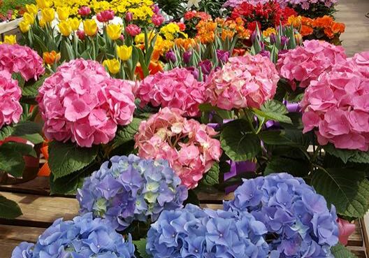 Colorful flowers, including blue and pink hydrangeas, tulips, and lilies, are arranged in rows on wooden tables inside a local greenhouse filled with natural light.