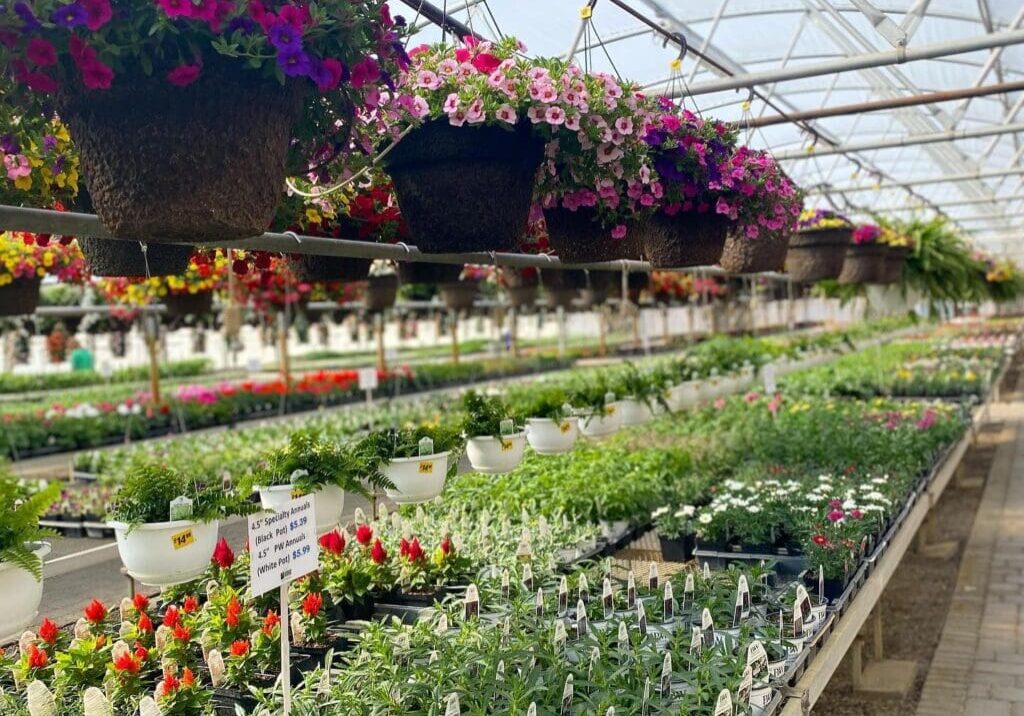 A greenhouse filled with rows of potted plants and flowers on tables, with colorful hanging baskets of pink and purple blooms suspended above. Sunlight streams in through the arched roof, capturing the vibrant beauty of Colorful Seasons.
