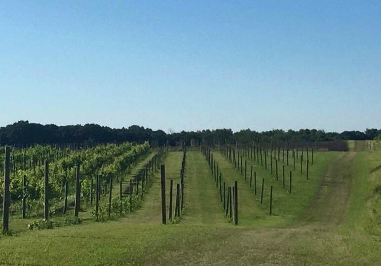 Rows of grapevines grow in a vineyard at Eagleview Winery under a clear blue sky, with posts supporting the plants and a grassy path running alongside. Trees border the vineyard in the background.