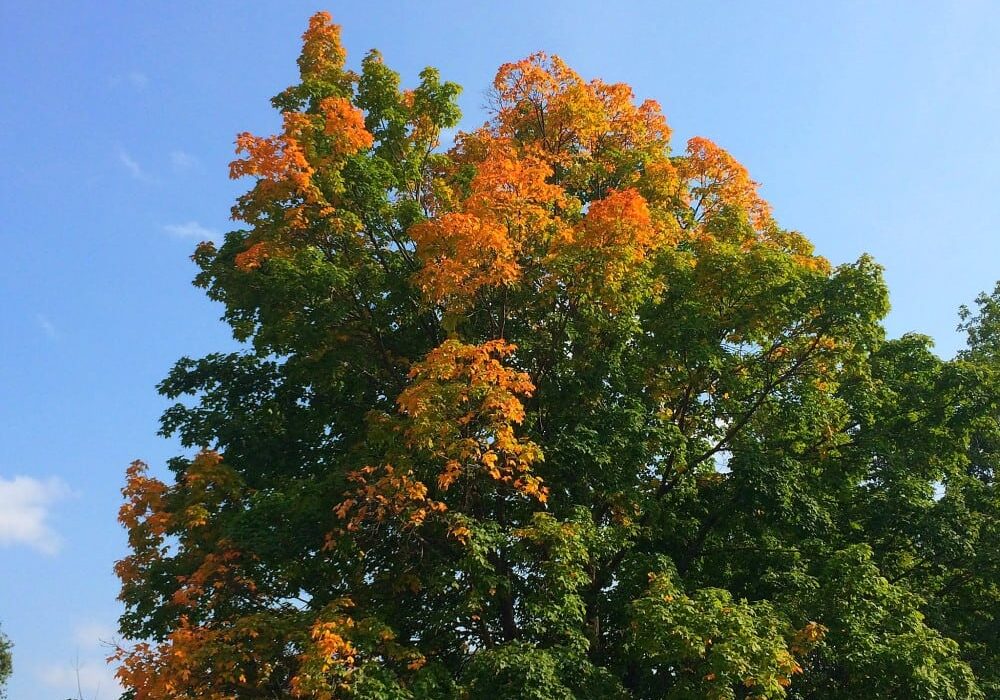 A large tree with green leaves and patches of orange foliage, showing the early stages of autumn, stands against a clear blue sky—a beautiful fall color update for Alexandria MN.
