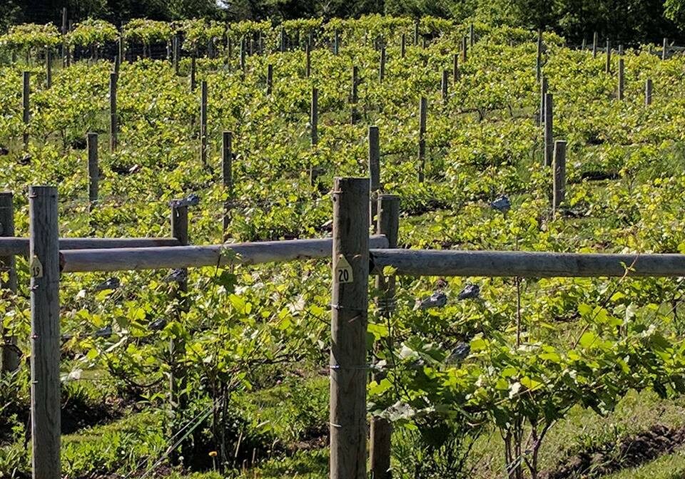 Rows of grapevines grow in the L'Etoile du Nord vineyard, supported by wooden posts and wires, with green leaves and lush grass beneath. Trees surround the vineyard in the background under a clear sky.