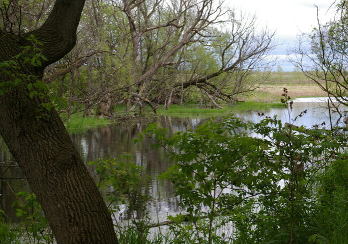 A calm pond at Long Lake Lodge is surrounded by green shrubs and trees, with some bare branches leaning over the water; the sky is cloudy and a field is visible in the background.