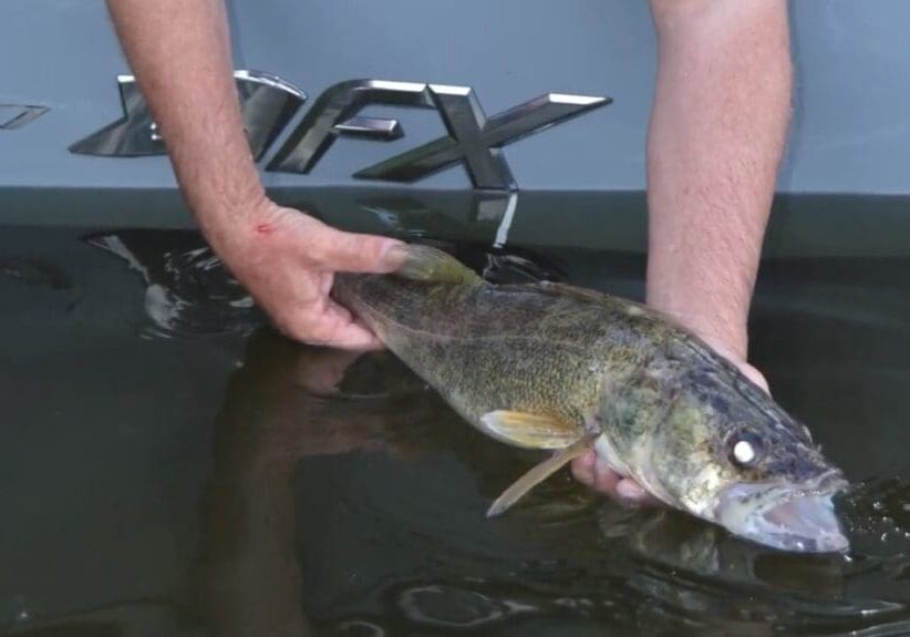 A person gently releases a walleye fish into the water near a boat with "XFX" visible on the side in the scenic Alexandria Lakes area.