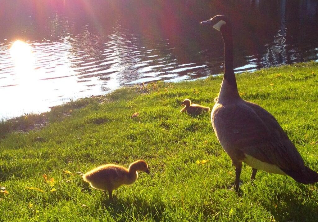 A goose and two goslings stand on sunlit grass near a pond in Goose Park, with sunlight reflecting off the water in the background.