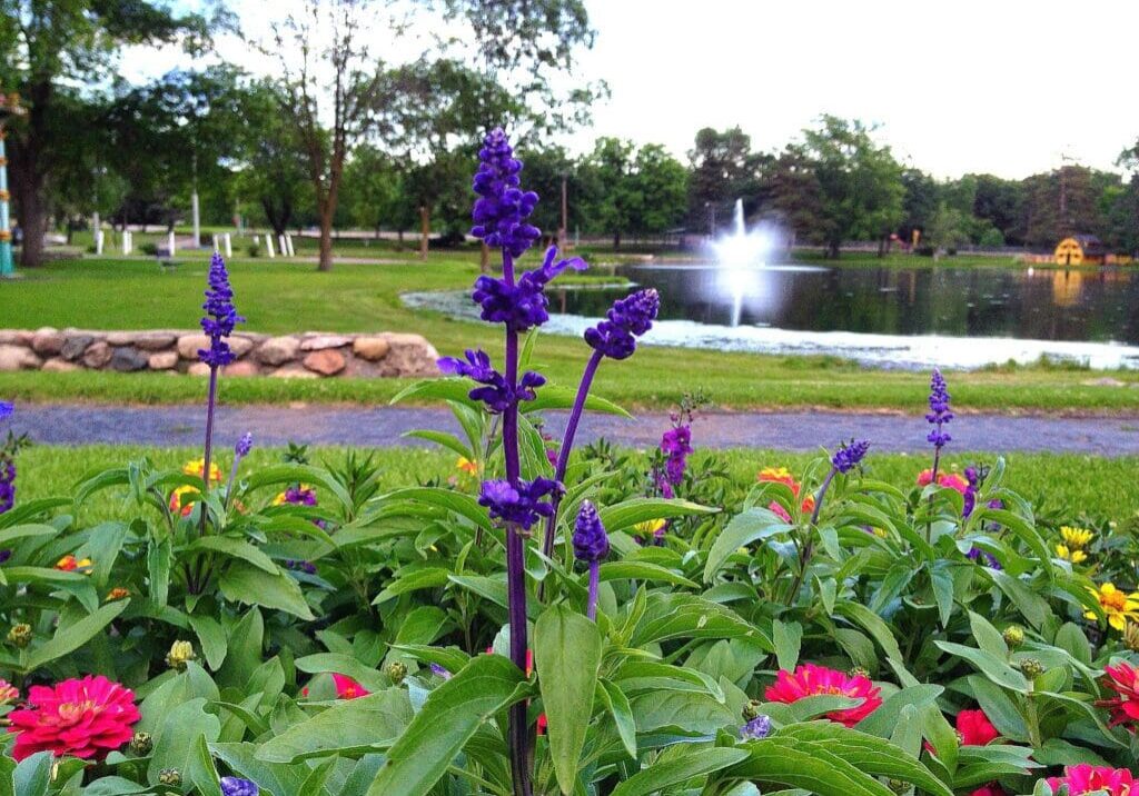 Purple and red flowers bloom in a garden bed by a pond at Noonan Park. A water fountain sprays in the pond, with green grass, trees, and a stone border visible in the background under a bright sky.