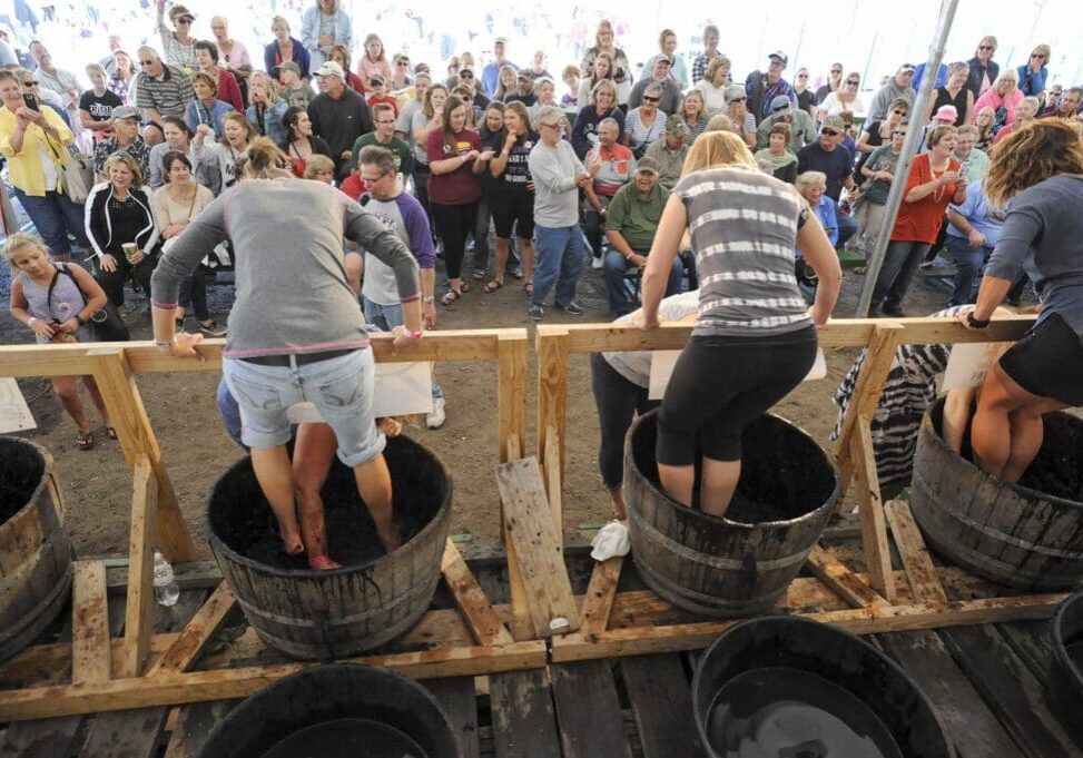 At a lively Alexandria festival, four people stomp grapes in large wooden barrels as a crowd cheers. The energetic scene is a highlight of autumn activities, with everyone taking photos and enjoying the festive atmosphere.