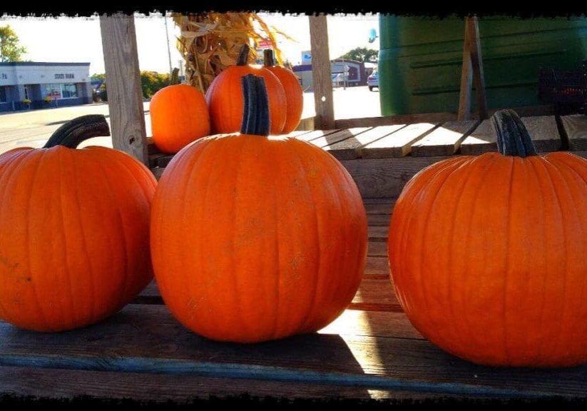 Three large orange pumpkins sit on a wooden pallet outdoors, basking in sunlight during the Halloween Happenings in Alexandria, with more pumpkins and glimpses of a street and buildings visible in the background.